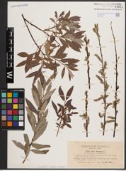 Foto von Salix daphnoides Vill. x Salix eleagnos Scop.